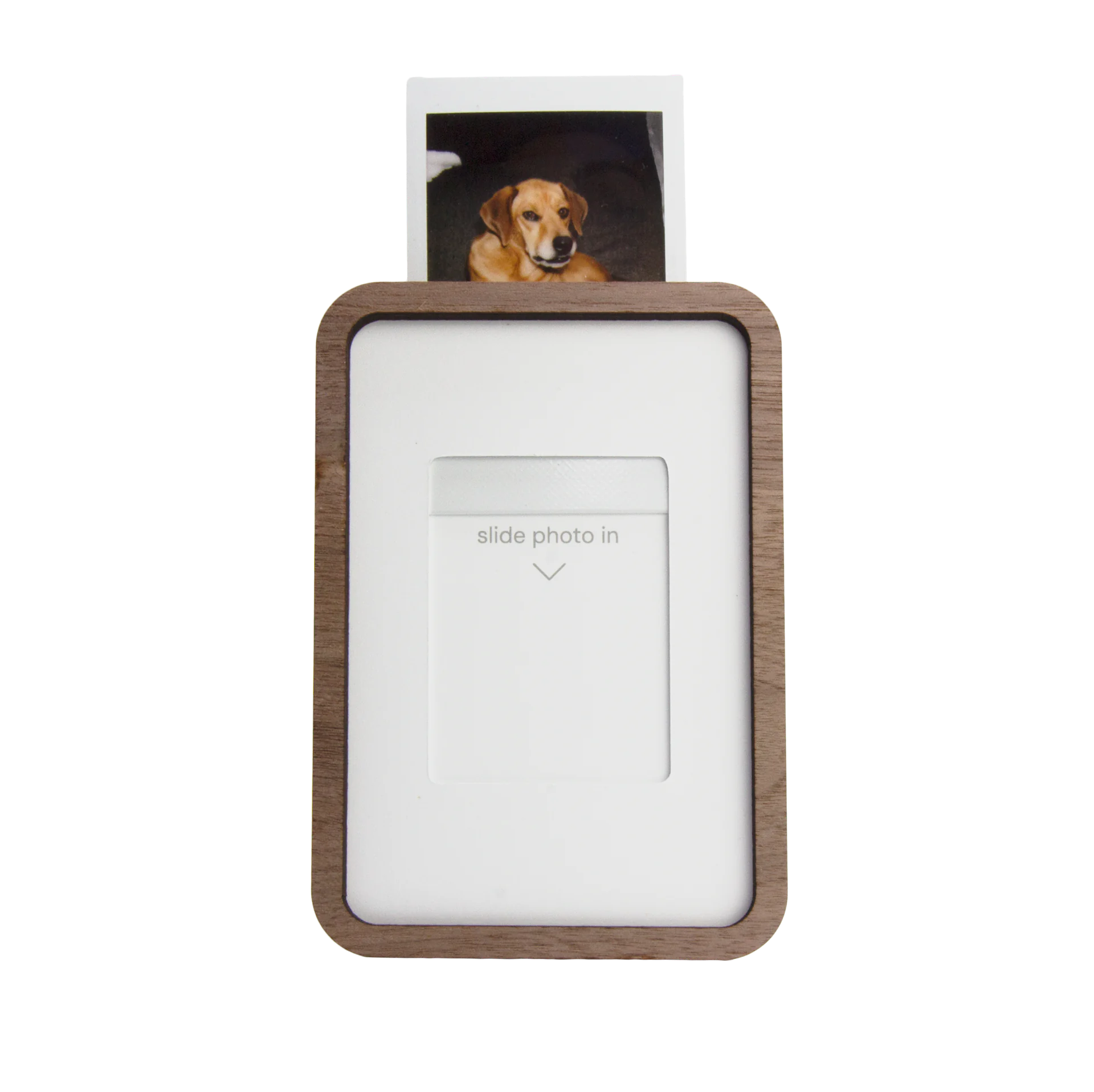 An instant photo of a dog sliding into the top of a walnut Pop-up Frame